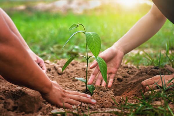 Deux personnes plantant un nouvel arbre dans le sol